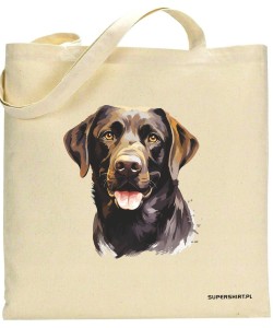 Labrador czekoladowy
