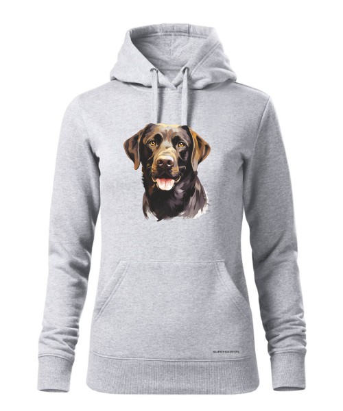 Labrador czekoladowy