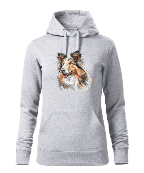 Owczarek szkocki collie
