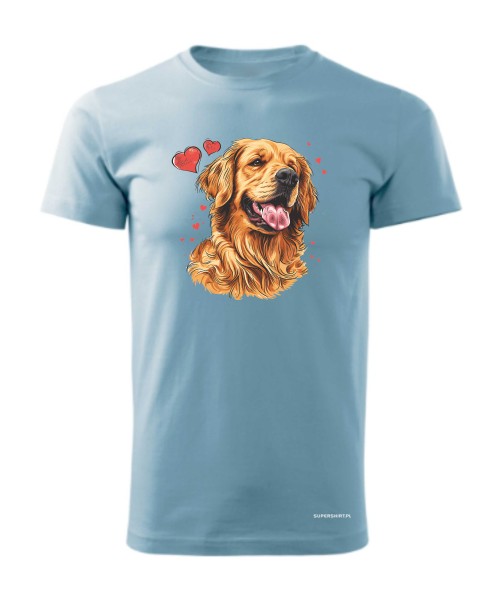 Golden Retriever serca