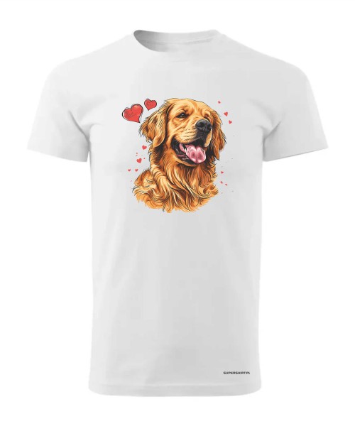Golden Retriever serca