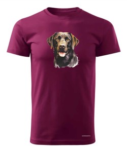 Labrador czekoladowy