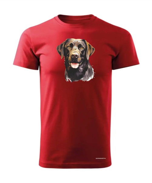 Labrador czekoladowy