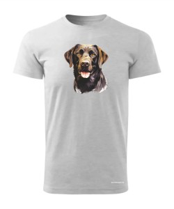 Labrador czekoladowy
