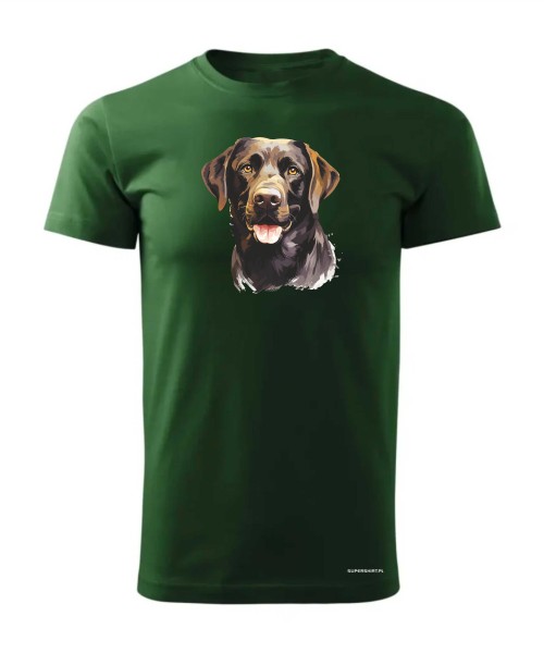 Labrador czekoladowy