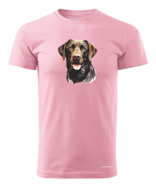 Labrador czekoladowy
