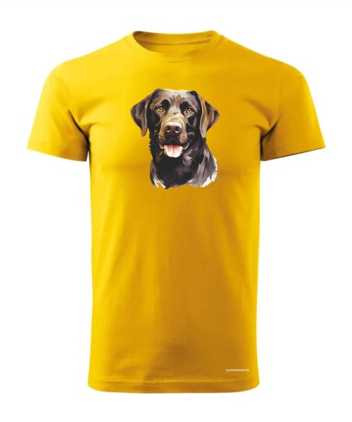 Labrador czekoladowy