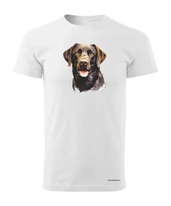 Labrador czekoladowy