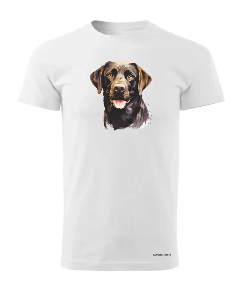 Labrador czekoladowy