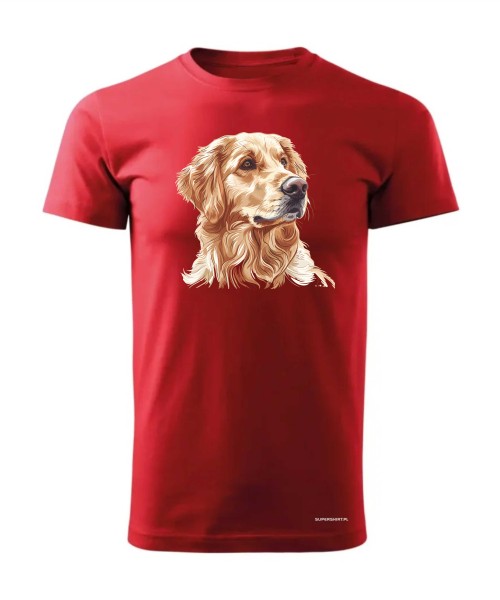 Golden retriever złoty