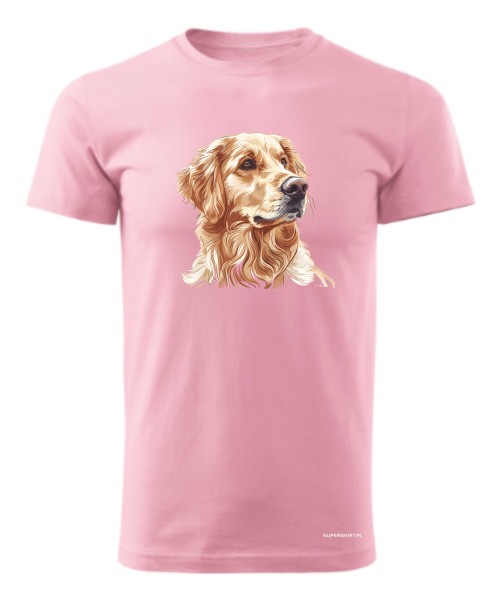 Golden retriever złoty