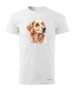 Golden retriever złoty