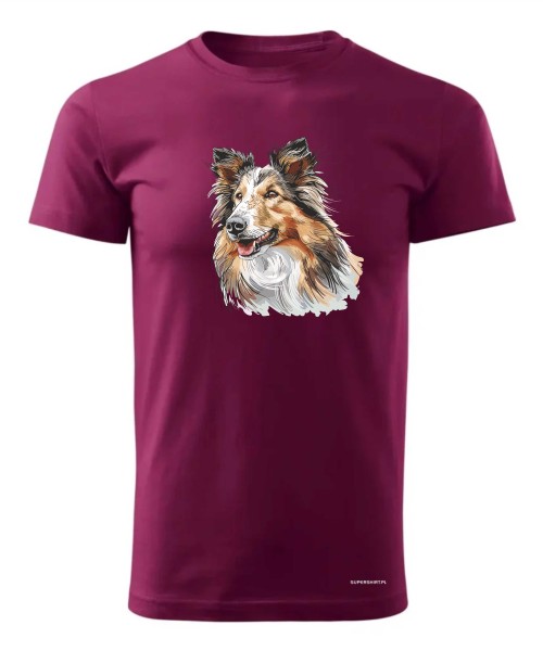 Owczarek szkocki collie