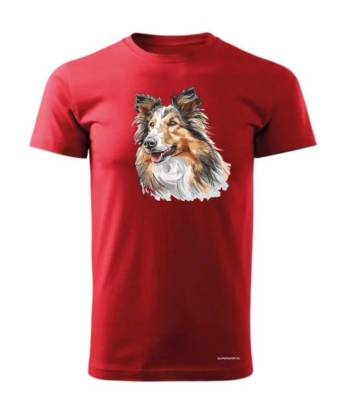 Owczarek szkocki collie