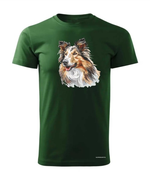 Owczarek szkocki collie