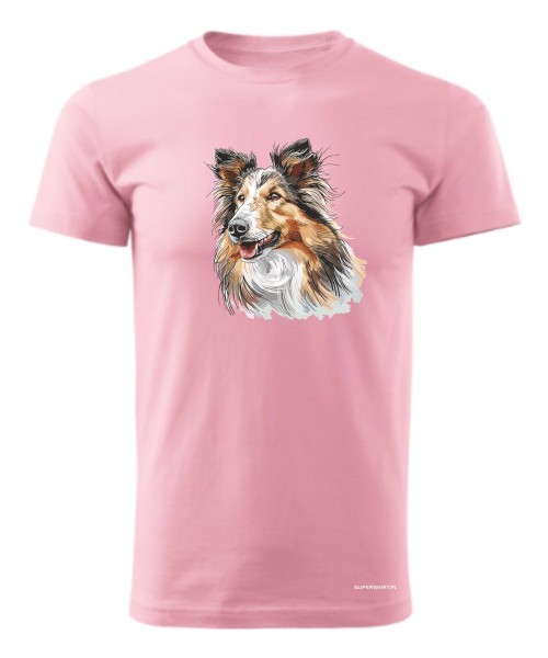Owczarek szkocki collie