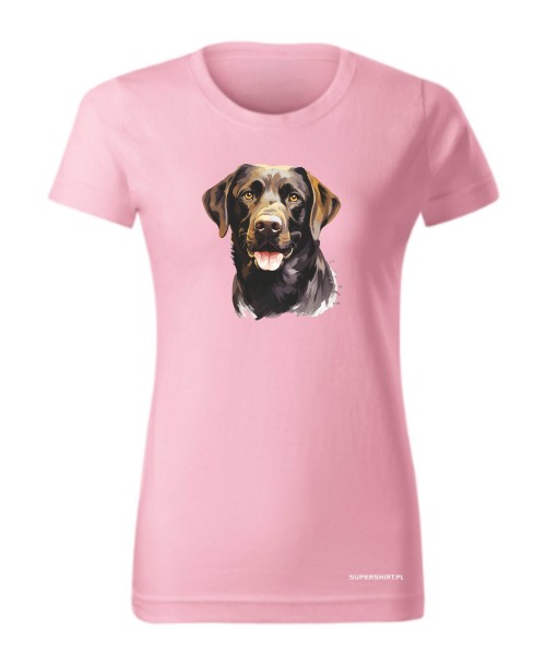 Labrador czekoladowy