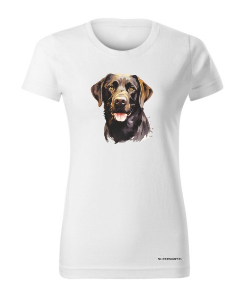 Labrador czekoladowy