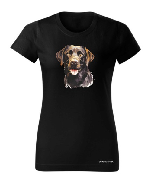 Labrador czekoladowy