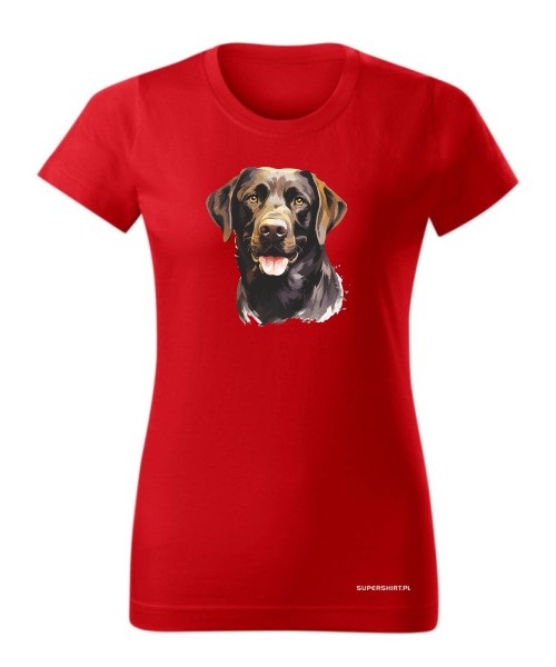 Labrador czekoladowy