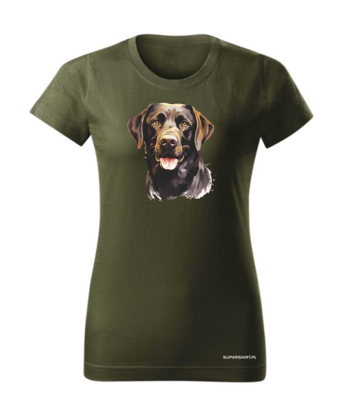 Labrador czekoladowy
