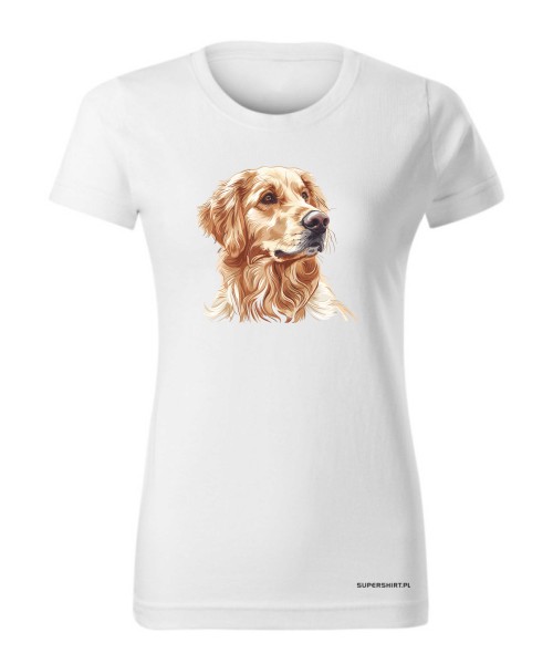 Golden retriever złoty