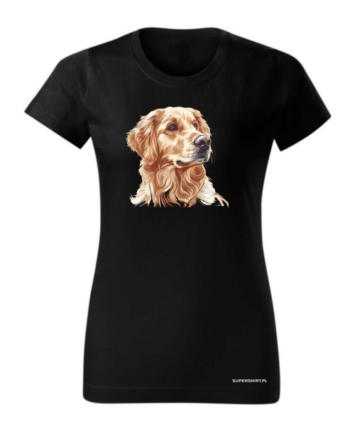 Golden retriever złoty