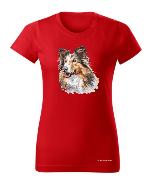 Owczarek szkocki collie