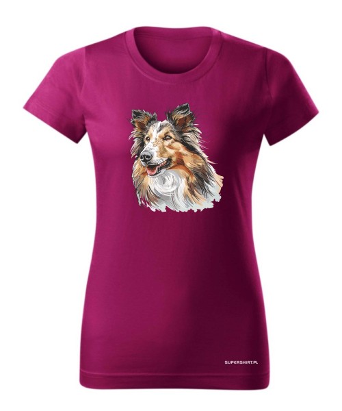 Owczarek szkocki collie