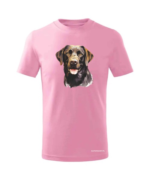 Labrador czekoladowy