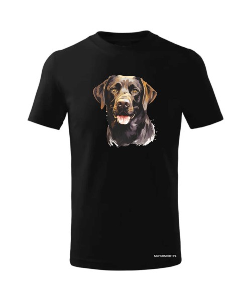 Labrador czekoladowy