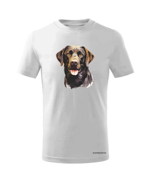 Labrador czekoladowy