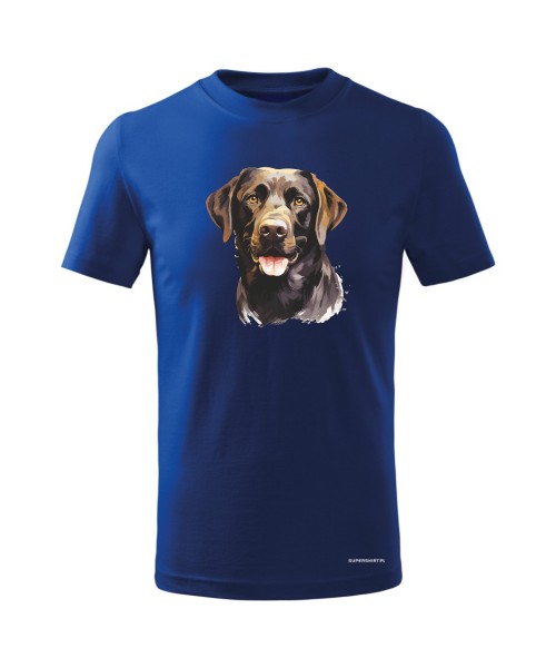 Labrador czekoladowy