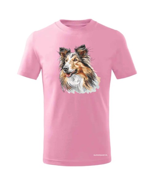 Owczarek szkocki collie