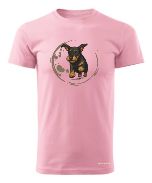 Jamnik szorstowłosy 2