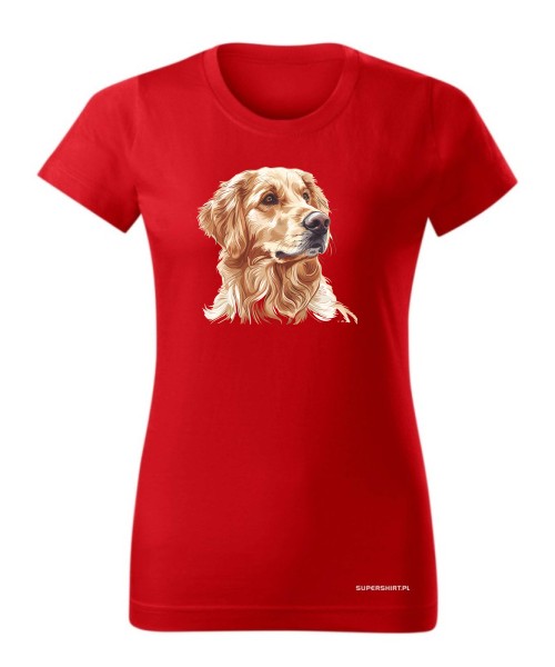 Golden retriever złoty